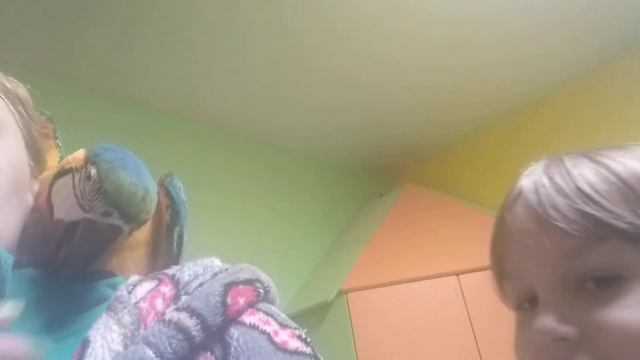 Попугай ара любит флис смотреть онлайн