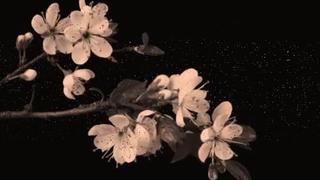 Sakura Sakura, Japanese Folksong (桜 桜 - さくら  さくら)