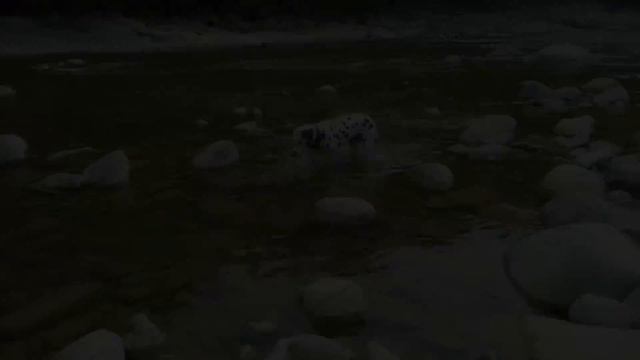 Собака кусает воду - Dog tries to bite water смотреть онлайн