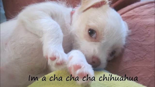 Bella acts out fav song cha cha cha chihuahua with lyrics (in Super HD) смотреть онлайн