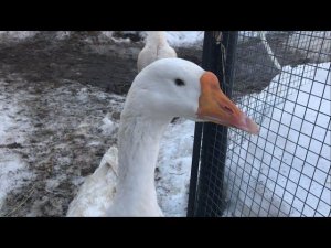 Сроки Оплодотворённости яйца / Сколько оплодотворённых яиц снесет гусыня после спаривания с гусаком