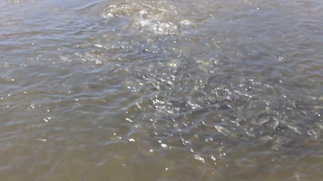 море воблы смотреть онлайн