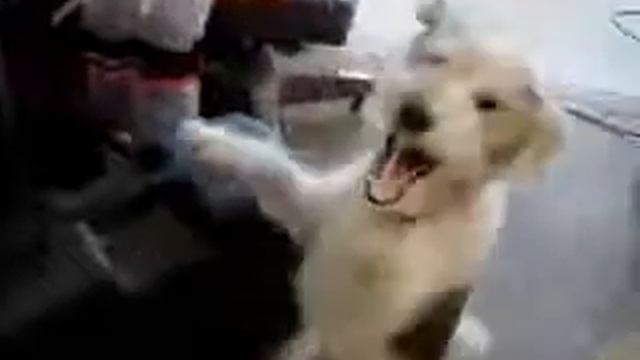 Если на собаку дунуь гелием Жесть! смотреть онлайн