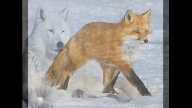 В мире животных смотреть онлайн