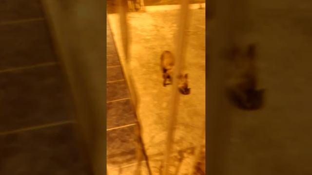 Лиса Алиса(9) смотреть онлайн