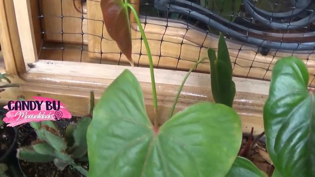 Limpiando el jardín, así quedaron las suculentas│Candy Bu смотреть онлайн