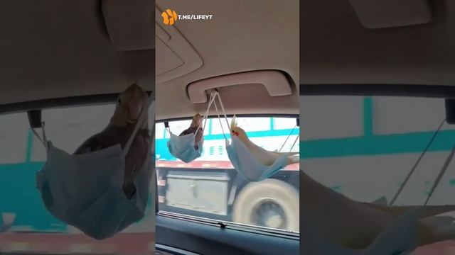 VID_20220821_213219_298.mp4.mov смотреть онлайн