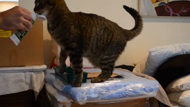 Кот профессиональный дегустатор смотреть онлайн