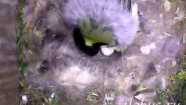 Мотылек залетел в скворечник с синицей смотреть онлайн