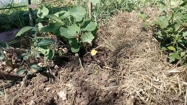 Разговор о малоуходном саде. Череночник смотреть онлайн