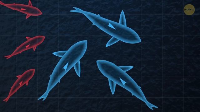 O Megalodonte Foi Extinto Por Causa Dos Grandes Tubarões Brancos смотреть онлайн