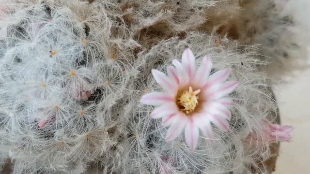 Mammillaria plumosa cv. rosa blute - cactus flower - cacti смотреть онлайн