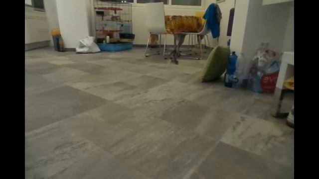 chinchilla slow motion compilation run jump rallenty cincilla rallentatore salti e corse смотреть онлайн