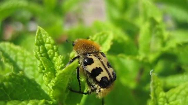 Bee beetle (Trichius sp.) смотреть онлайн