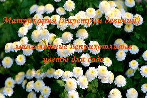 Матрикария (пиретрум девичий)