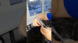 Стрижка ушей цвергшнауцеру
