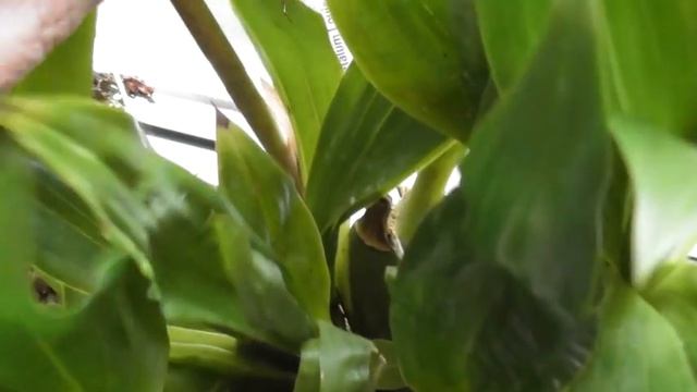 Цветет Зигопеталум Луизендорф( Z  Louisendorf).Онцидиум- Oncidium