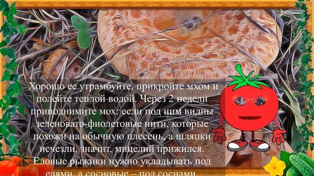 РЫЖИКИ В САДУ! РАЗМНОЖЕНИЕ ГРИБОВ