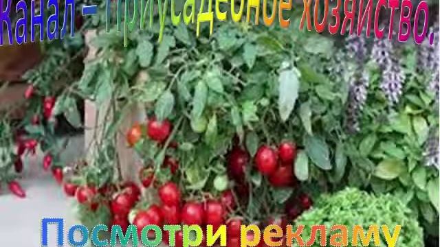 Обзор Томаты для консервирования. Помидоры на зиму. Приусадебное хозяйство. смотреть онлайн