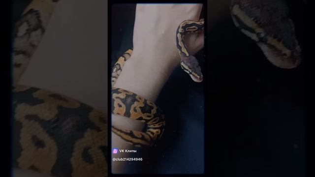 Boa Hancock ? #рептилии #рептилия #змеявруках #змея #королевскийпитон #onepiece #рекомендации смотреть онлайн