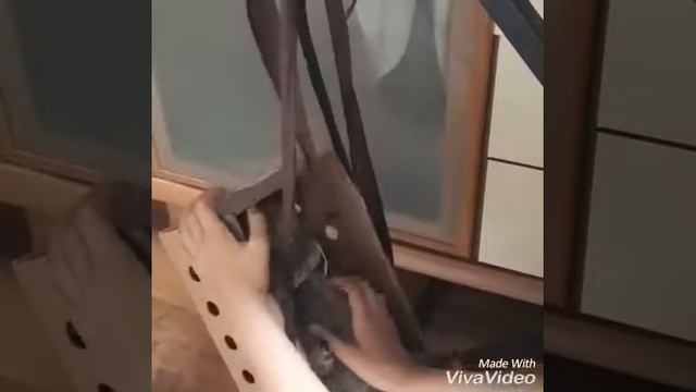 DIY как сделать качели 2 вида : для басиков или Лили смотреть онлайн