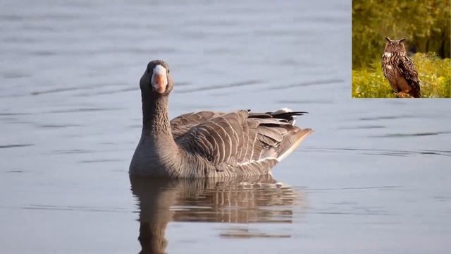 Белолобый гусь Anser albifrons смотреть онлайн