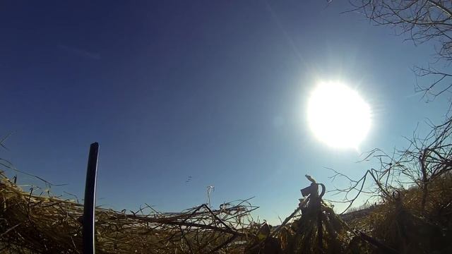 ОХОТА НА ГУСЯ. Налеты гусей. Замедленное 3 смотреть онлайн