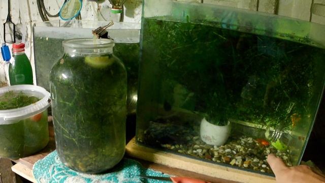 БиоВегетаий в помещении под LED светом ВИДЕО 17. Распускаются колоновидные черешни, обзор инжира смотреть онлайн