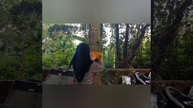 Name Tagging Pohon|| Mahoni ( Swietenia mahagoni) смотреть онлайн