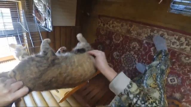 Кошачий транзит. смотреть онлайн