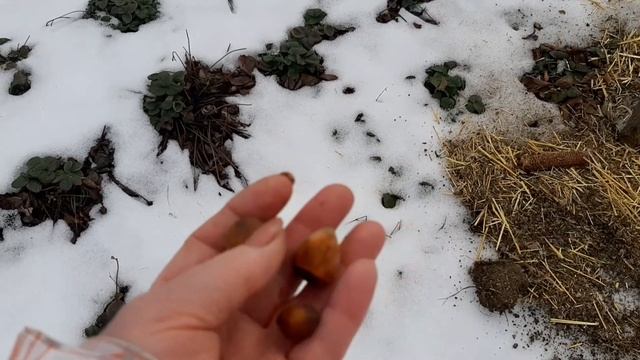 Прогулка по ореховому саду (фундук, миндаль, грецкий орех) смотреть онлайн