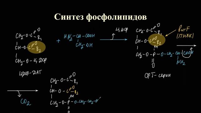Лекция 9.5. Синтез ТАГ и фосфолипидов Липотропные факторы смотреть онлайн