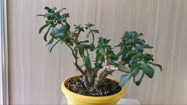 Денежное дерево толстянка синяя птица.
