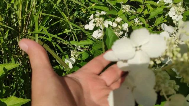 Гортензия "White Lady" смотреть онлайн