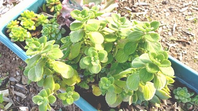 PLECTRANTHUS AMBOİNİCUS /Küba Kekiği Bakımı-Sukulent Tür Tanıtımları смотреть онлайн
