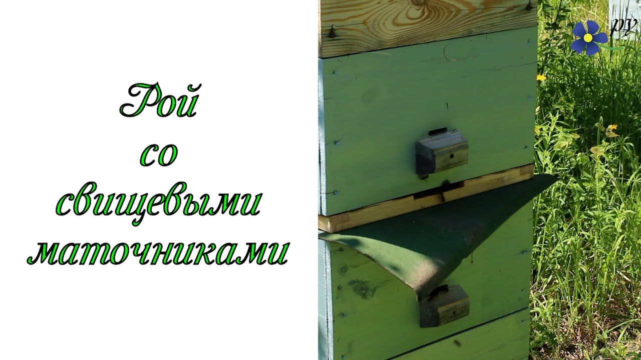 Рой пчел со свищевыми маточниками смотреть онлайн