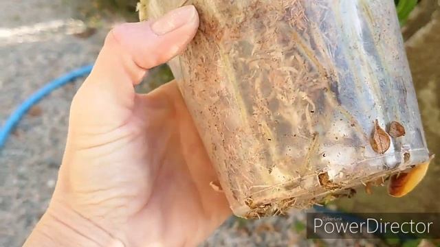 Уличные орхидеи в январе. Cymbidium, Dendrobium, Phaius,Neofinetia