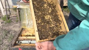 Первая установка вощины весной