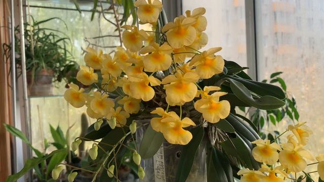 Dendrobium Lindleyi. Содержание и уход.