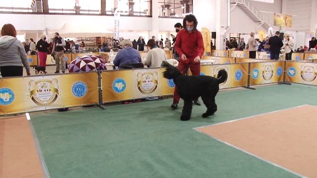 РИЗЕНШНАУЦЕР. Плюсы и минусы породы Giant Schnauzer