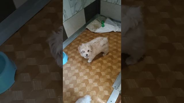Малыши мальтипу, скоро разъедутся по домам! смотреть онлайн
