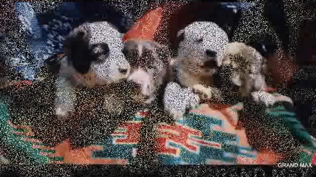 kennel GRAND MAX.wmv смотреть онлайн