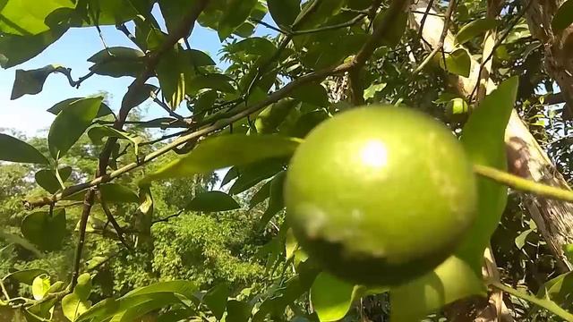 Elina's Vlog- 5 || Fruits review || Sweet orange || Drumstick tree & Flower || Elina Bhabi смотреть онлайн