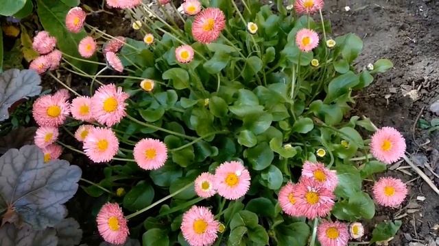 Маргаритки. Удивительно неприхотливые и красивые цветы! смотреть онлайн