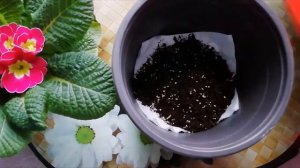 Примула. Как сохранить примулу, подаренную на 8 марта?