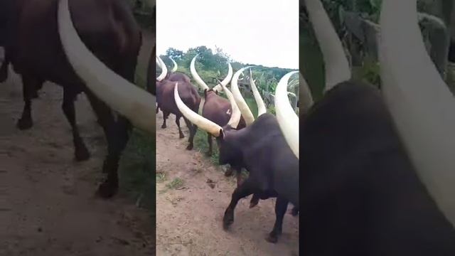 The Ankoli Watusi is a Breed of Bulls Located Between Southern Sudan and Uganda. смотреть онлайн