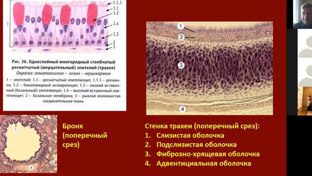 7 класс. Дыхание животных, часть 2 смотреть онлайн