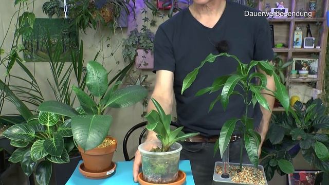 Zimmerpflanzen Monstera in der Pflege. Frangipani, Punktblume, Banane, Peperomia raindrop Variegata смотреть онлайн