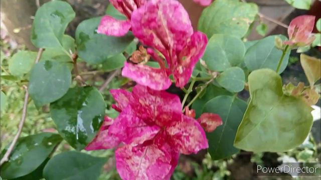 BOUGAINVILLEA I.D.: KRISTINA-RARE & EXPENSIVE #bougainvillea #viralvideo #trendingvideo #bougie