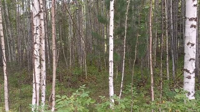 выходной прокатился по Хантам згонял за грибами смотреть онлайн